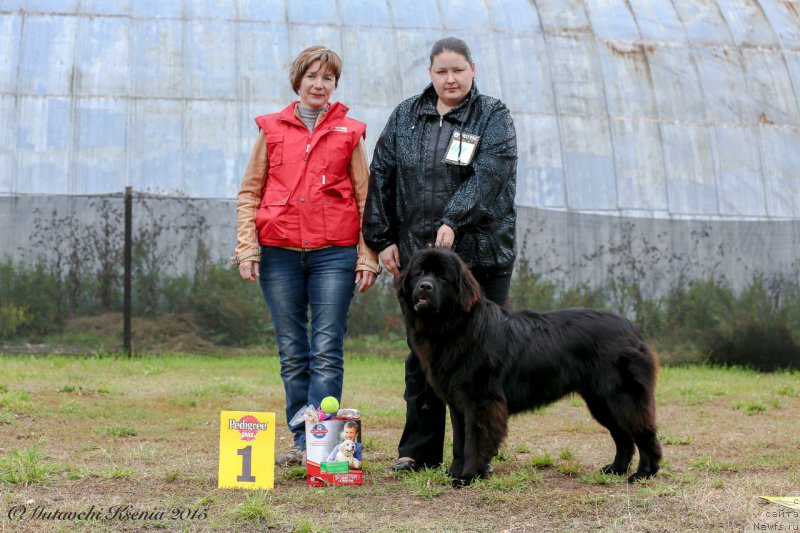 Фото: ньюфаундленд Вперед Зовущая с Берега Дона (Vpered Zovuschaya s Berega Dona)