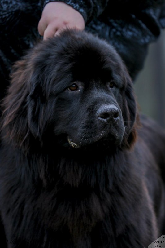 Фото: ньюфаундленд Вперед Зовущая с Берега Дона (Vpered Zovuschaya s Berega Dona)