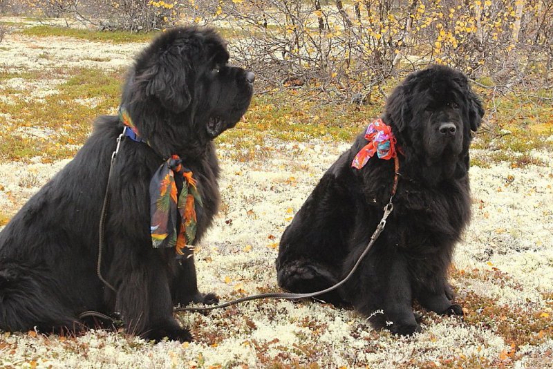 Фотография № 191191