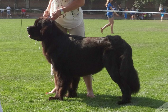 Фото: ньюфаундленд Ялианна с Берега Дона (Yalianna s Berega Dona)