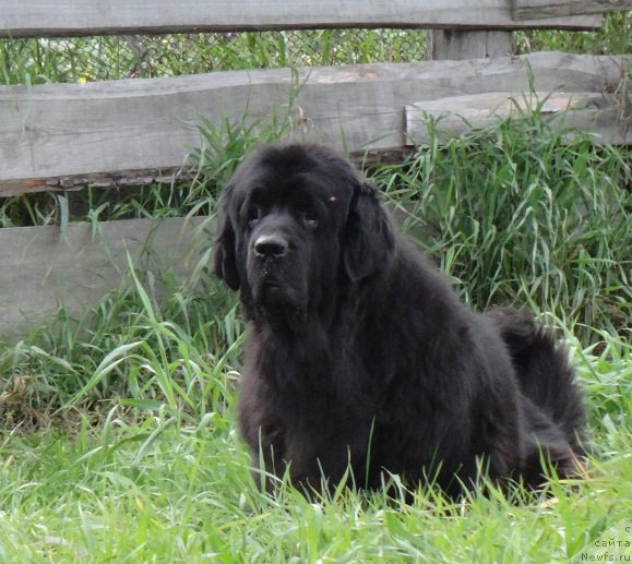 Фото: ньюфаундленд Ефросинья из Царства Медведей
