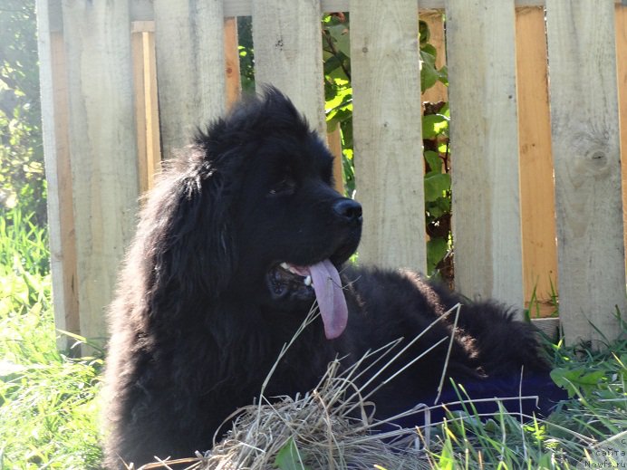 Фото: ньюфаундленд Кипер Соул Смайли для Ньюфорт