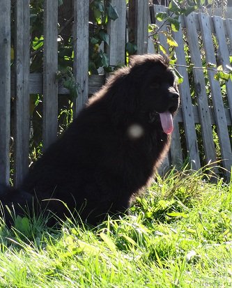 Фото: ньюфаундленд Кипер Соул Смайли для Ньюфорт