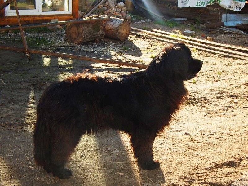 Фото: ньюфаундленд Ливия