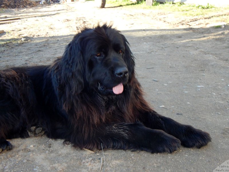 Фото: ньюфаундленд Ливия