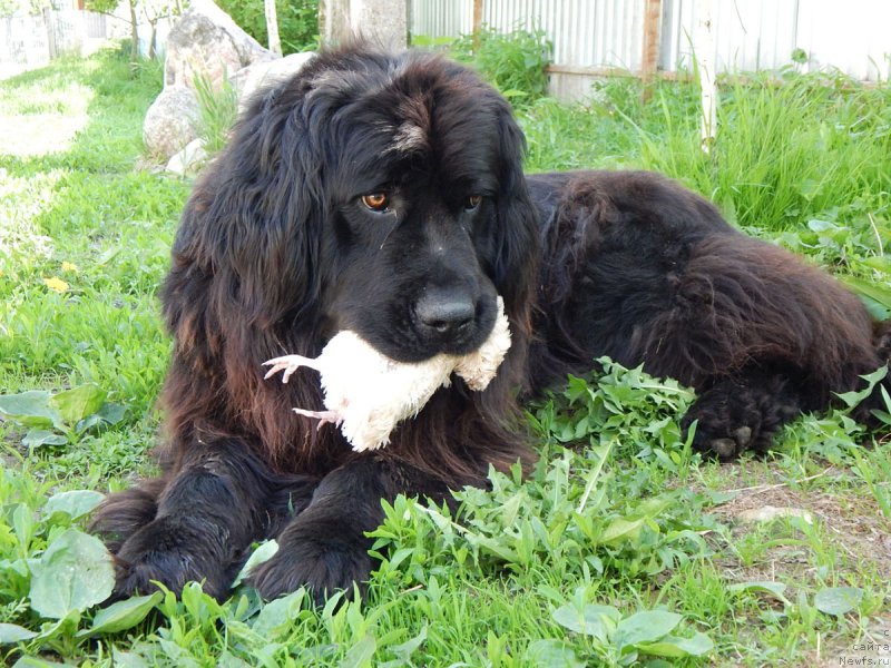 Фото: ньюфаундленд Ливия