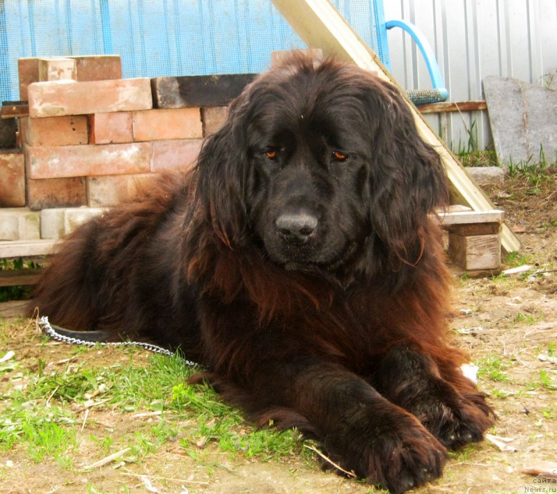 Фото: ньюфаундленд Ливия