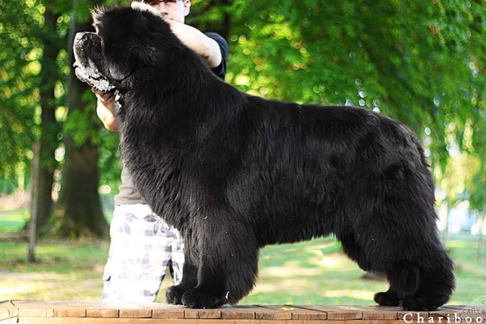 Фото: ньюфаундленд El Perro Askado