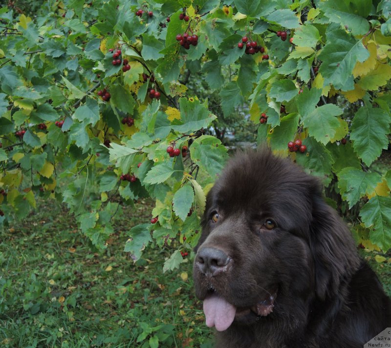 Фото: ньюфаундленд Акватория Келвин Хизер Хани (Aquatoriya Kelvin Heather Honey)