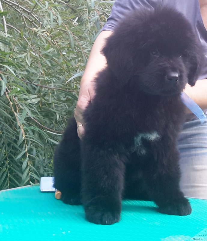 Фотография № 191255