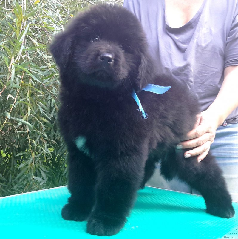 Фотография № 191257