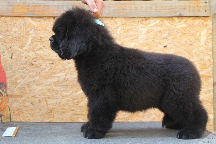 Фото: ньюфаундленд Жорж с Берега Дона (Zhorzh s Berega Dona)