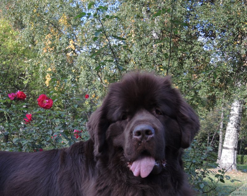 Фото: ньюфаундленд Акватория Келвин Хизер Хани (Aquatoriya Kelvin Heather Honey)