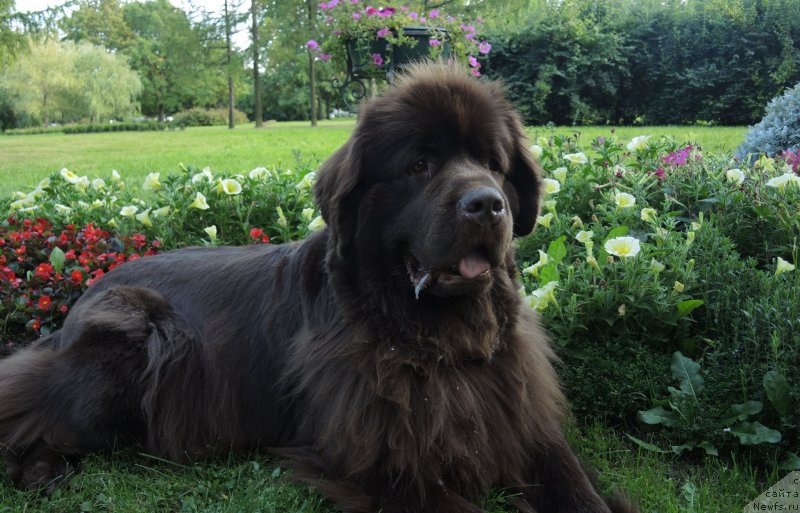 Фото: ньюфаундленд Акватория Келвин Хизер Хани (Aquatoriya Kelvin Heather Honey)