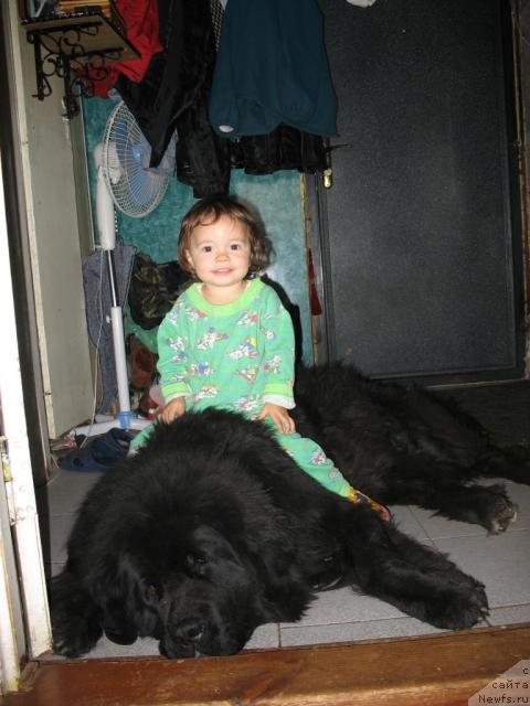 Фото: ньюфаундленд Хамэни из Медвежьего яра, Кира