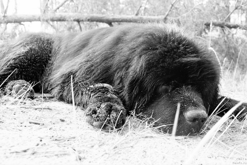 Фото: ньюфаундленд Акватория Келвин Ю Мэйк Май Дрим