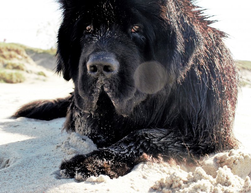 Фото: ньюфаундленд Акватория Келвин Ю Мэйк Май Дрим