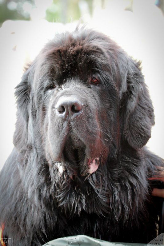 Фото: ньюфаундленд Милорд