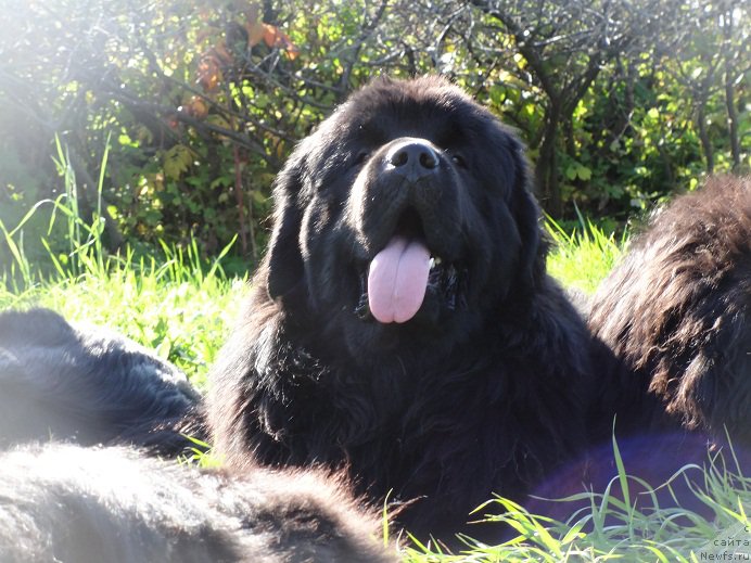 Фото: ньюфаундленд Акватория Келвин Адреналин Браун