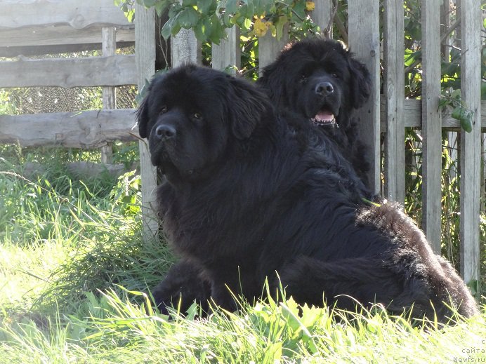 Фото: ньюфаундленд Акватория Келвин Адреналин Браун, ньюфаундленд Блэк Долли Пейв Блэк (Blek Dolli Peyv Black)