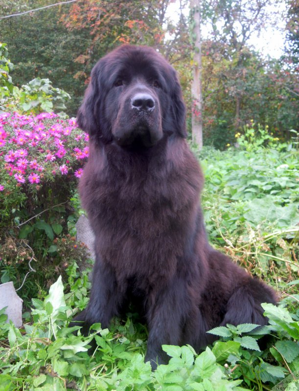 Фото: ньюфаундленд Примадонна Климская