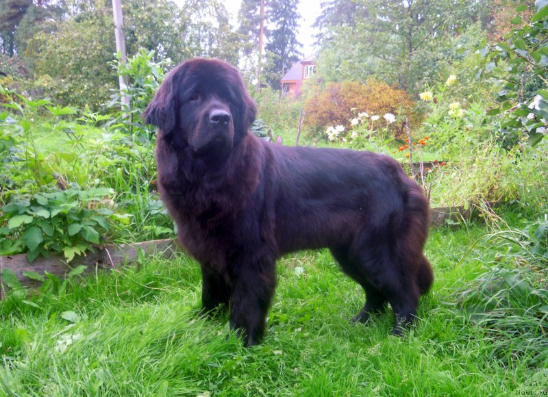 Фото: ньюфаундленд Примадонна Климская