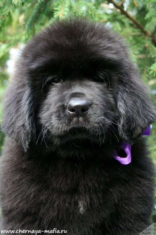 Фото: ньюфаундленд Черная Мафия А Кинд оф Магик (Chernaya Mafia А Kind of Magic)