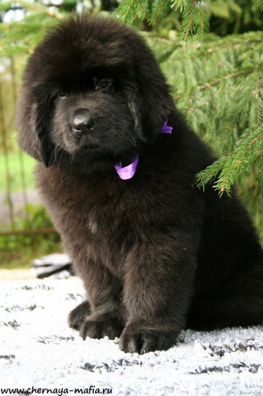 Фото: ньюфаундленд Черная Мафия А Кинд оф Магик (Chernaya Mafia А Kind of Magic)