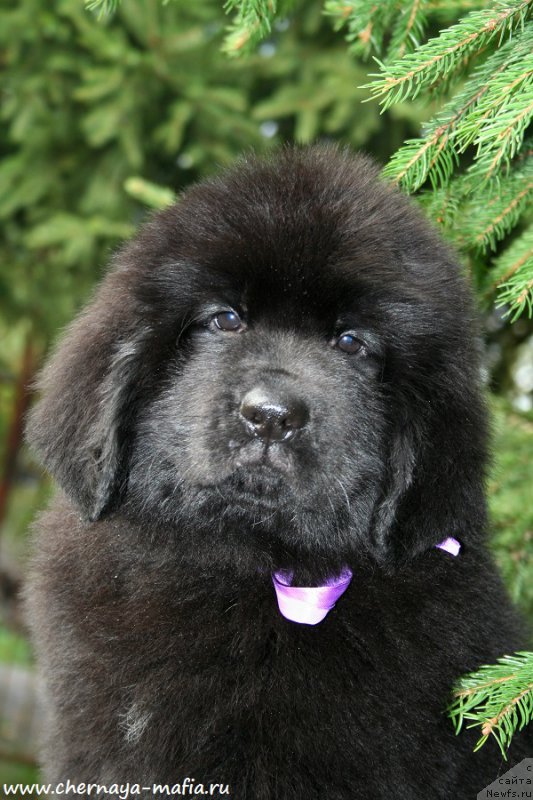 Фото: ньюфаундленд Черная Мафия А Кинд оф Магик (Chernaya Mafia А Kind of Magic)