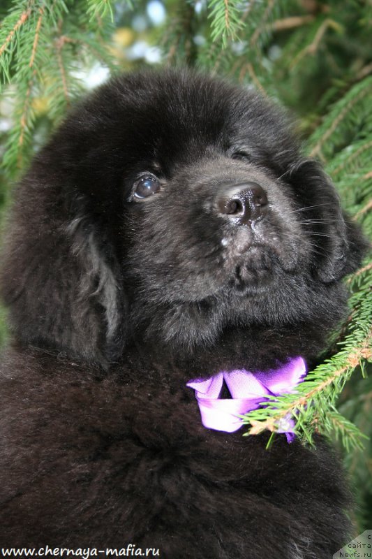 Фотография № 191315