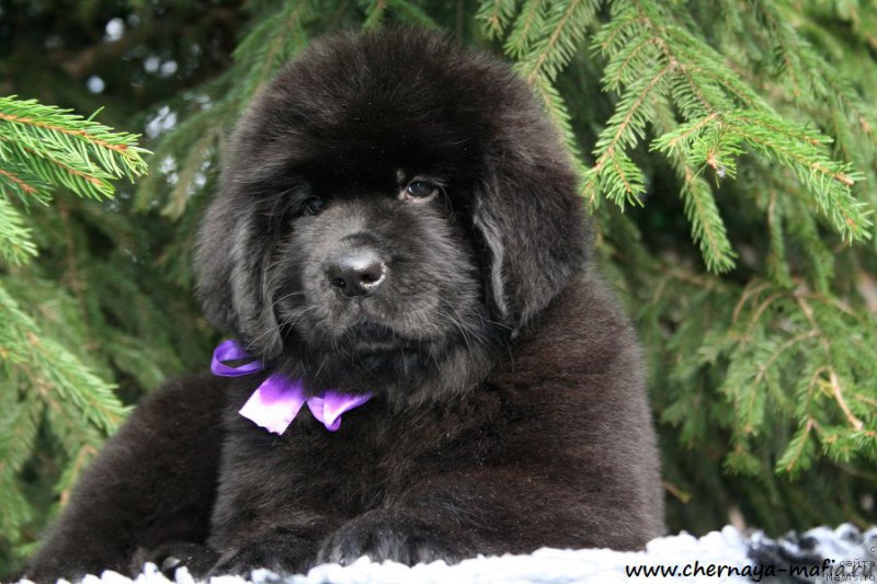 Фотография № 191316