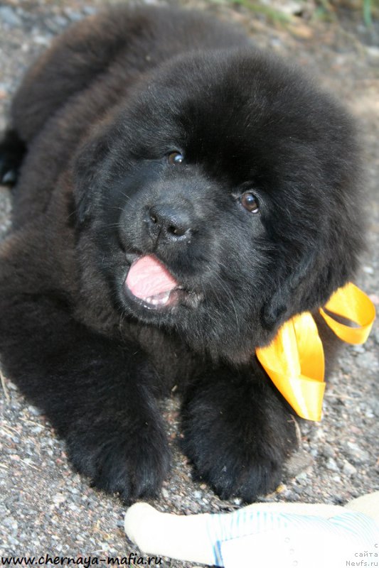 Фотография № 191317