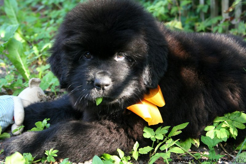 Фотография № 191318