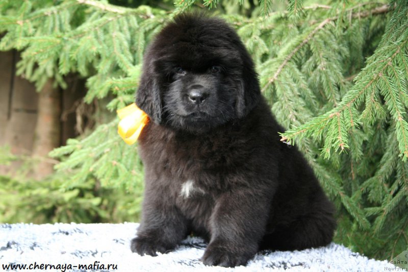 Фотография № 191319