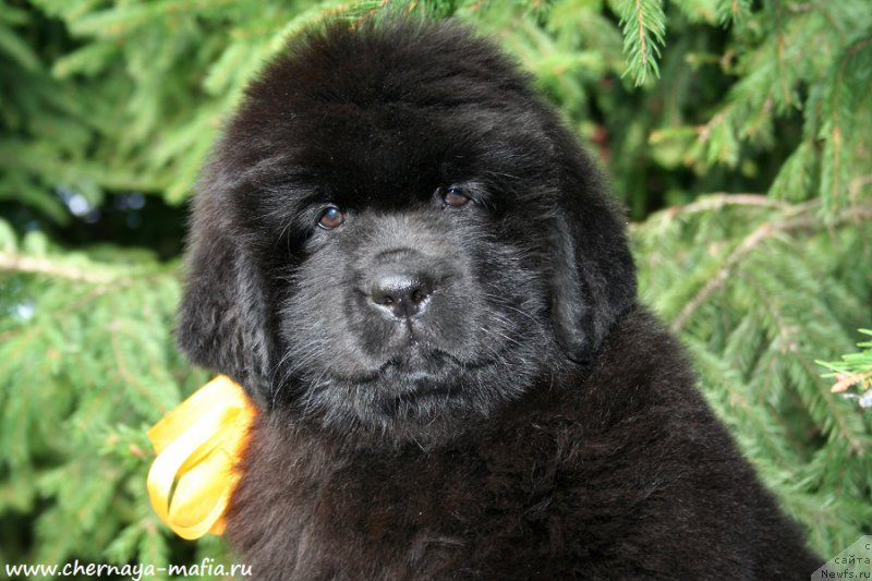 Фотография № 191321