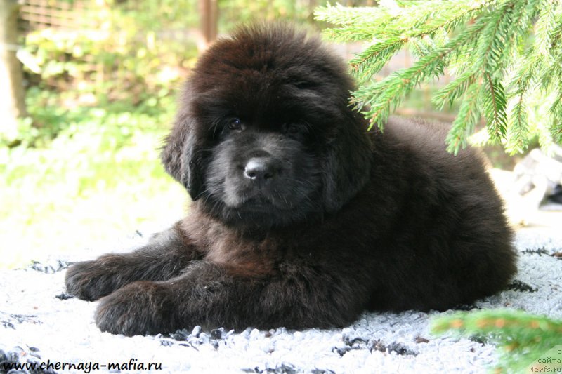 Фотография № 191323