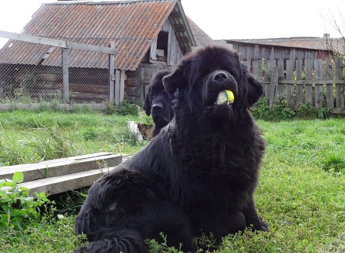 Фото: ньюфаундленд Ньюфорт Уитни Традиция Легенды