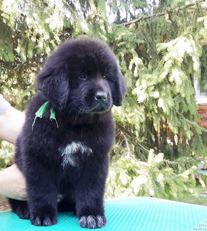 Фотография № 191343