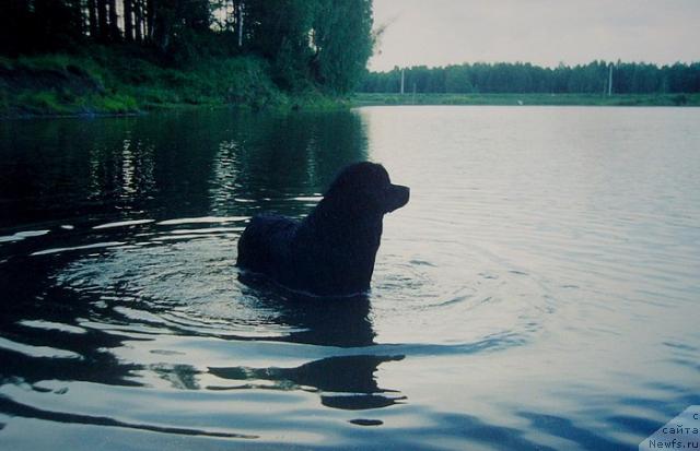 Фото: ньюфаундленд Блэк Долли Пейв Блэк (Blek Dolli Peyv Black)
