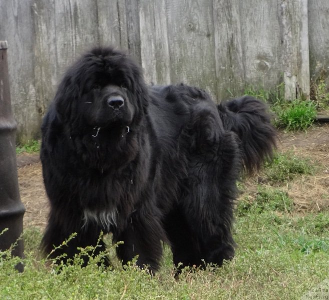 Фото: ньюфаундленд Блэк Диамонд Агидель от Потапа Увертюра