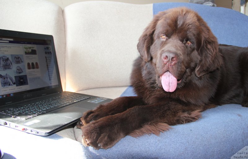 Фото: ньюфаундленд Ньюфорт Ваше Величество Брабус