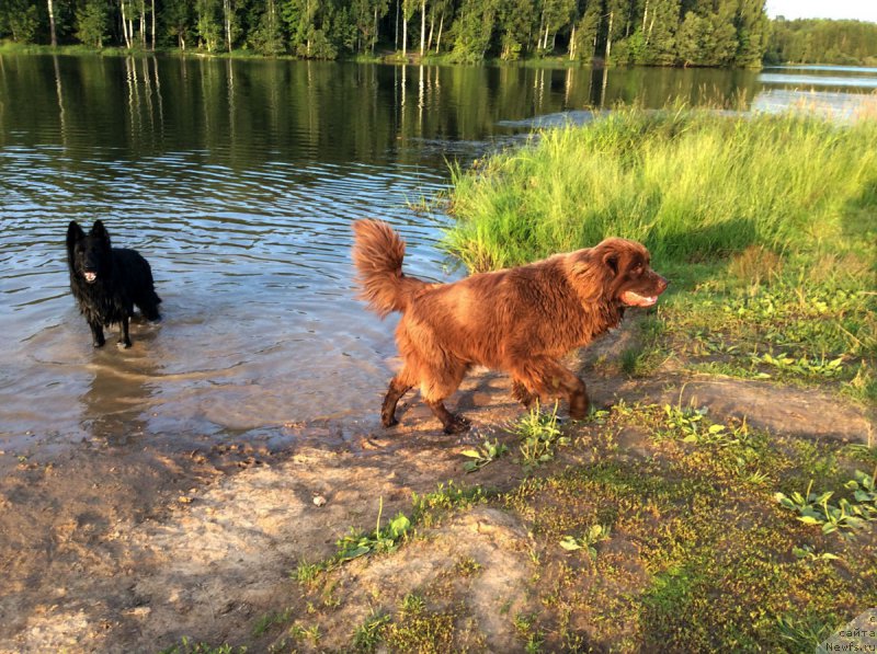 Фото: ньюфаундленд Браунблад МСК Хриса Хаккет Оллен (Brownblood MSK Hrica Hacket Ollen)