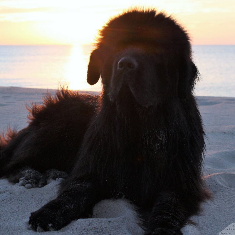 Фото: ньюфаундленд Акватория Келвин Ю Мэйк Май Дрим