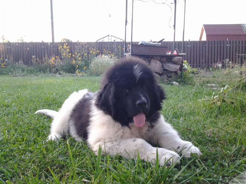 Фото: ньюфаундленд Флюфи Аваланч Буэнос Айрес