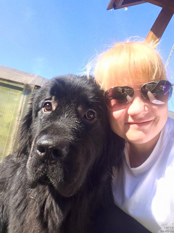 Фото: ньюфаундленд Люк Скайвокер