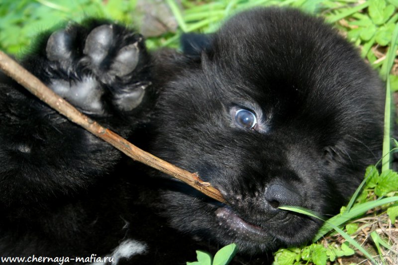 Фото: ньюфаундленд Черная Мафия Асе ин тхе Холе (Chernaya Mafia Ace in the Hole)