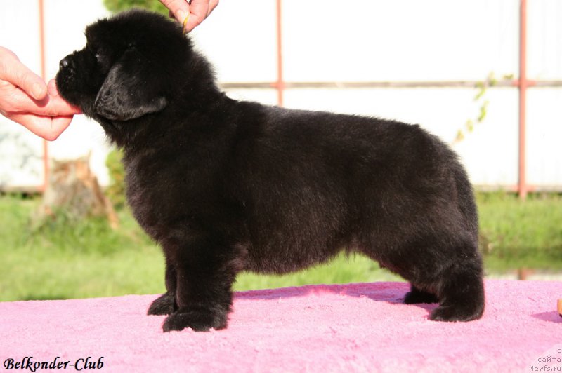 Фотография № 191411