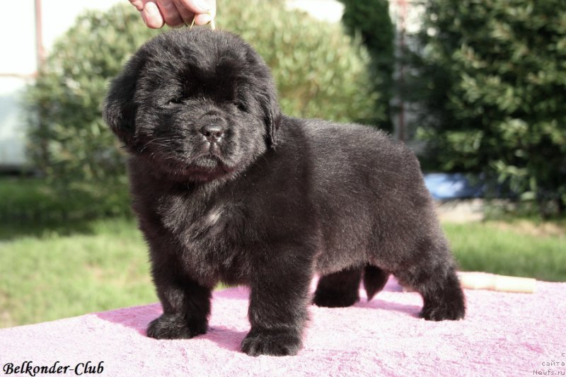 Фотография № 191412