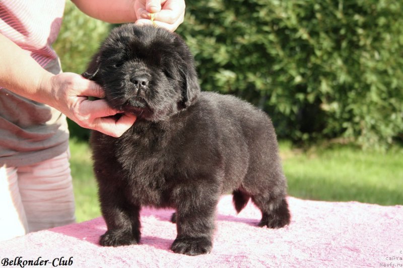 Фотография № 191414