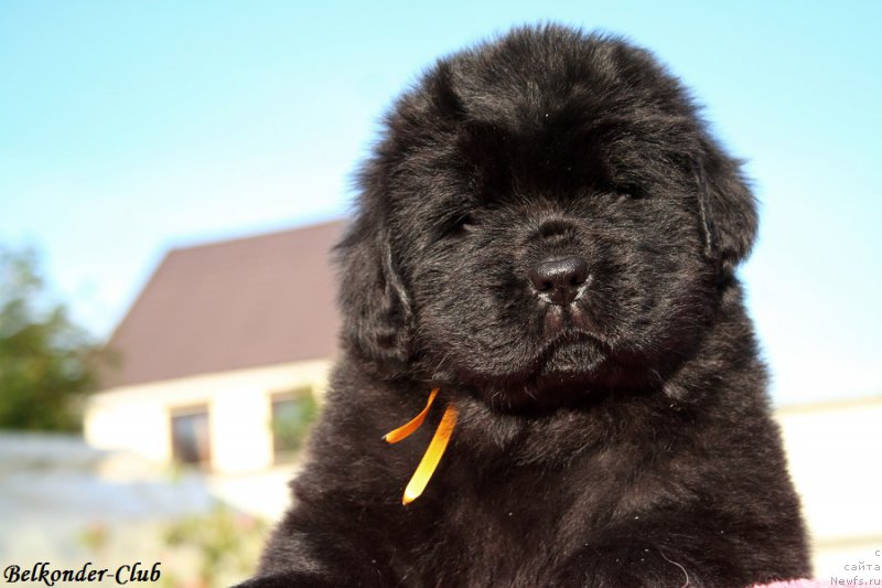 Фото: ньюфаундленд Белкондер-Клаб Белла Ренессанс (Belkonder-Club Bella Renaissance)